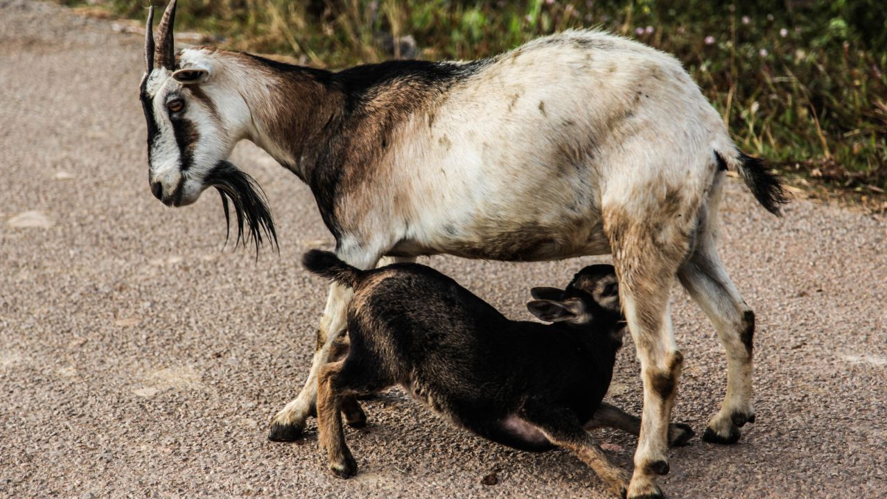 How to Start Goat Farming in Uganda - Infant Entrepreneur