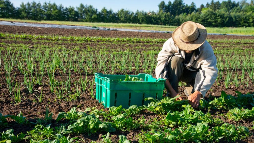 How to Start an Organic Farm in Uganda